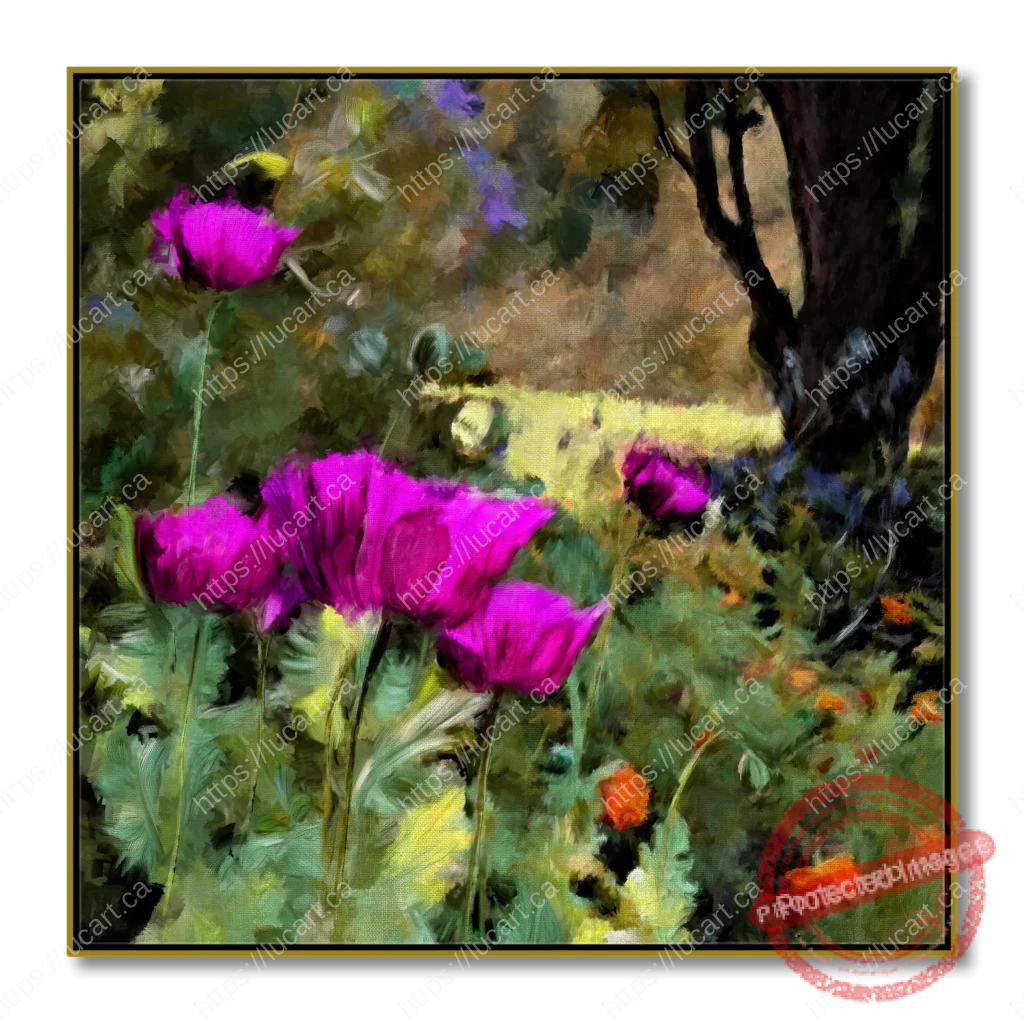 Tableau de fleurs de pavots magenta ou violettes en gros plan dans un jardin, format 24"x24"- 61cm x 61cm, datée de 2024